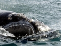 Northern Right Whale