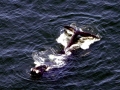 Northern Right Whale