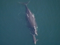 Northern Right Whale