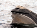Northern Right Whale