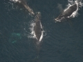 Northern Right Whale