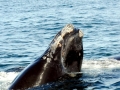 Northern Right Whale