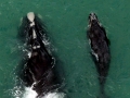 Northern Right Whale