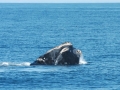 Northern Right Whale