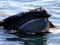 Northern Right Whale