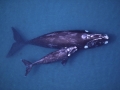 Northern Right Whale