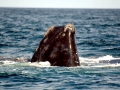 Northern Right Whale