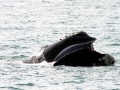 Northern Right Whale
