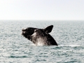 Northern Right Whale