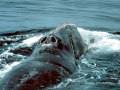 Northern Right Whale