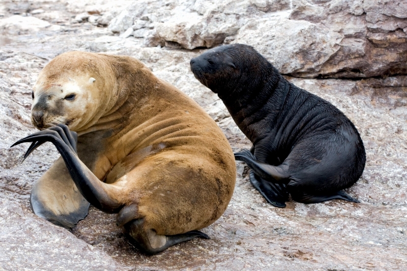 Northern Sea Lion