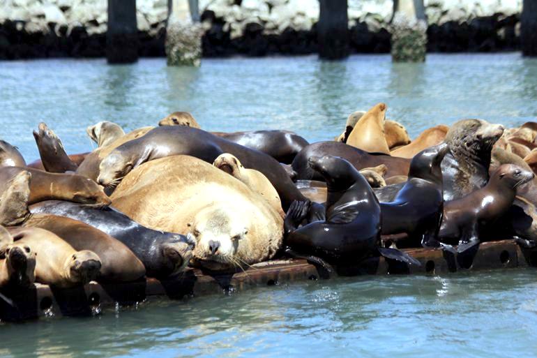 Northern Sea Lion