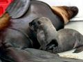 Northern Sea Lion