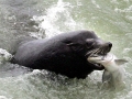 Northern Sea Lion