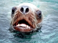 Northern Sea Lion