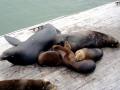 Northern Sea Lion