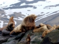 Northern Sea Lion