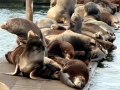 Northern Sea Lion