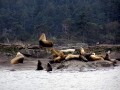 Northern Sea Lion