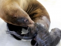 Northern Sea Lion