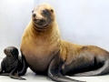 Northern Sea Lion