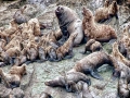 Northern Sea Lion