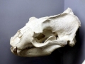 Northern Sea Lion