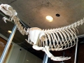 Northern Sea Lion