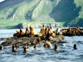 Northern Sea Lion
