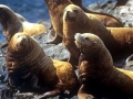 Northern Sea Lion