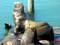 Northern Sea Lion