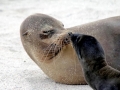 Northern Sea Lion
