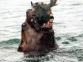 Northern Sea Lion