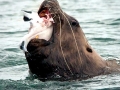 Northern Sea Lion