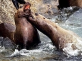 Northern Sea Lion