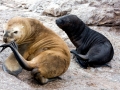 Northern Sea Lion