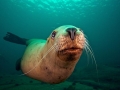 Northern Sea Lion