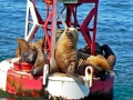 Northern Sea Lion