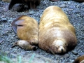 Northern Sea Lion