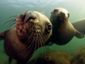 Northern Sea Lion