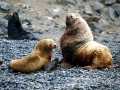 Northern Sea Lion