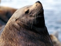 Northern Sea Lion