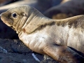 Northern Sea Lion