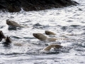 Northern Sea Lion