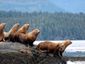 Northern Sea Lion