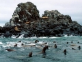 Northern Sea Lion