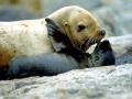 Northern Sea Lion