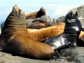 Northern Sea Lion