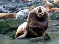 Northern Sea Lion