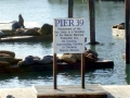 Northern Sea Lion